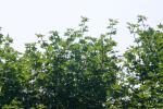 <img150*0:stuff/z/169023/Leaves.1/i1278614180_31.jpg>