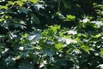 <img150*0:stuff/z/169023/Leaves.1/i1278614180_32.jpg>