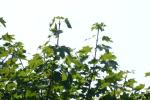 <img150*0:stuff/z/169023/Leaves.1/i1278614180_33.jpg>