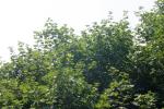 <img150*0:stuff/z/169023/Leaves.1/i1278614181_34.jpg>