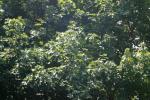 <img150*0:stuff/z/169023/Leaves.1/i1278614181_35.jpg>