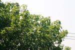 <img150*0:stuff/z/169023/Leaves.1/i1278614181_36.jpg>