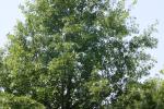 <img150*0:stuff/z/169023/Leaves.1/i1278614181_37.jpg>