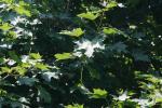 <img150*0:stuff/z/169023/Leaves.1/i1278614181_38.jpg>