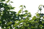<img150*0:stuff/z/169023/Leaves.1/i1278614181_39.jpg>