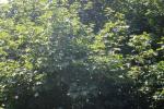 <img150*0:stuff/z/169023/Leaves.1/i1278614181_40.jpg>