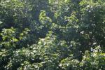 <img150*0:stuff/z/169023/Leaves.1/i1278614181_41.jpg>