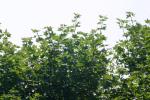 <img150*0:stuff/z/169023/Leaves.2/i1278614692_1.jpg>