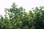 <img150*0:stuff/z/169023/Leaves.2/i1278614692_2.jpg>