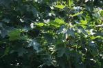 <img150*0:stuff/z/169023/Leaves.2/i1278614692_4.jpg>