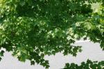 <img150*0:stuff/z/169023/Leaves.2/i1278614692_5.jpg>