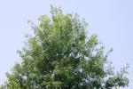 <img150*0:stuff/z/169023/Leaves.2/i1278614692_6.jpg>