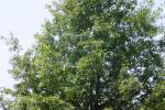 <img150*0:stuff/z/169023/Leaves.2/i1278614692_7.jpg>