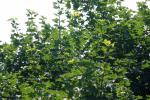 <img150*0:stuff/z/169023/Leaves.2/i1278614692_8.jpg>