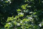 <img150*0:stuff/z/169023/Leaves.2/i1278614692_9.jpg>