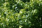 <img150*0:stuff/z/169023/Leaves.2/i1278614693_10.jpg>
