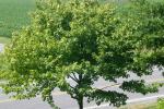 <img150*0:stuff/z/169023/Leaves.2/i1278614693_11.jpg>