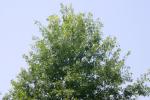 <img150*0:stuff/z/169023/Leaves.2/i1278614693_12.jpg>