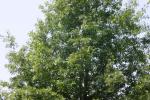 <img150*0:stuff/z/169023/Leaves.2/i1278614693_13.jpg>