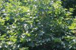 <img150*0:stuff/z/169023/Leaves.2/i1278614693_14.jpg>