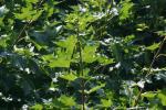 <img150*0:stuff/z/169023/Leaves.2/i1278614693_15.jpg>