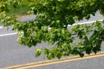 <img150*0:stuff/z/169023/Leaves.2/i1278614693_16.jpg>