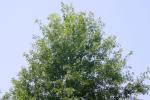 <img150*0:stuff/z/169023/Leaves.2/i1278614693_18.jpg>