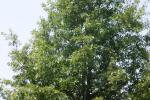 <img150*0:stuff/z/169023/Leaves.2/i1278614693_19.jpg>