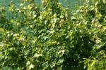 <img150*0:stuff/z/169023/Leaves.2/i1278614694_20.jpg>