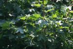 <img150*0:stuff/z/169023/Leaves.2/i1278614694_21.jpg>