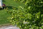 <img150*0:stuff/z/169023/Leaves.2/i1278614694_22.jpg>