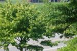 <img150*0:stuff/z/169023/Leaves.2/i1278614694_23.jpg>