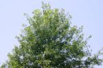 <img150*0:stuff/z/169023/Leaves.2/i1278614694_24.jpg>