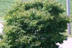 <img150*0:stuff/z/169023/Leaves.2/i1278614694_25.jpg>