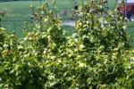 <img150*0:stuff/z/169023/Leaves.2/i1278614694_26.jpg>