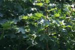 <img150*0:stuff/z/169023/Leaves.2/i1278614694_27.jpg>