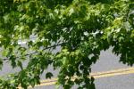 <img150*0:stuff/z/169023/Leaves.2/i1278614694_28.jpg>