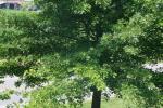 <img150*0:stuff/z/169023/Leaves.2/i1278614694_29.jpg>