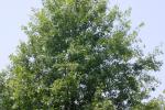 <img150*0:stuff/z/169023/Leaves.2/i1278614694_30.jpg>