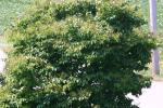 <img150*0:stuff/z/169023/Leaves.2/i1278614695_31.jpg>