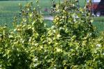 <img150*0:stuff/z/169023/Leaves.2/i1278614695_32.jpg>