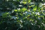 <img150*0:stuff/z/169023/Leaves.2/i1278614695_33.jpg>