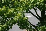 <img150*0:stuff/z/169023/Leaves.2/i1278614695_34.jpg>