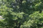 <img150*0:stuff/z/169023/Leaves.2/i1278614695_35.jpg>