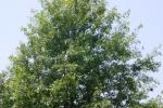 <img150*0:stuff/z/169023/Leaves.2/i1278614695_36.jpg>