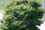 <img150*0:stuff/z/169023/Leaves.2/i1278614695_37.jpg>