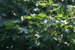 <img150*0:stuff/z/169023/Leaves.2/i1278614695_39.jpg>