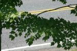 <img150*0:stuff/z/169023/Leaves.2/i1278614695_40.jpg>
