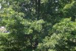 <img150*0:stuff/z/169023/Leaves.2/i1278614696_41.jpg>