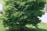 <img150*0:stuff/z/169023/Leaves.3/i1278615028_1.jpg>